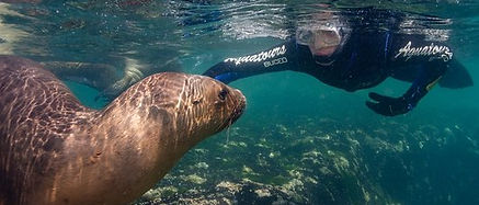 snorkeling-con-lobos.jpeg