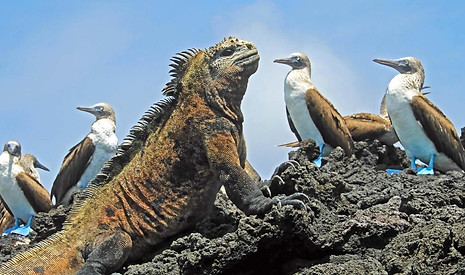 Galapagos.jpeg