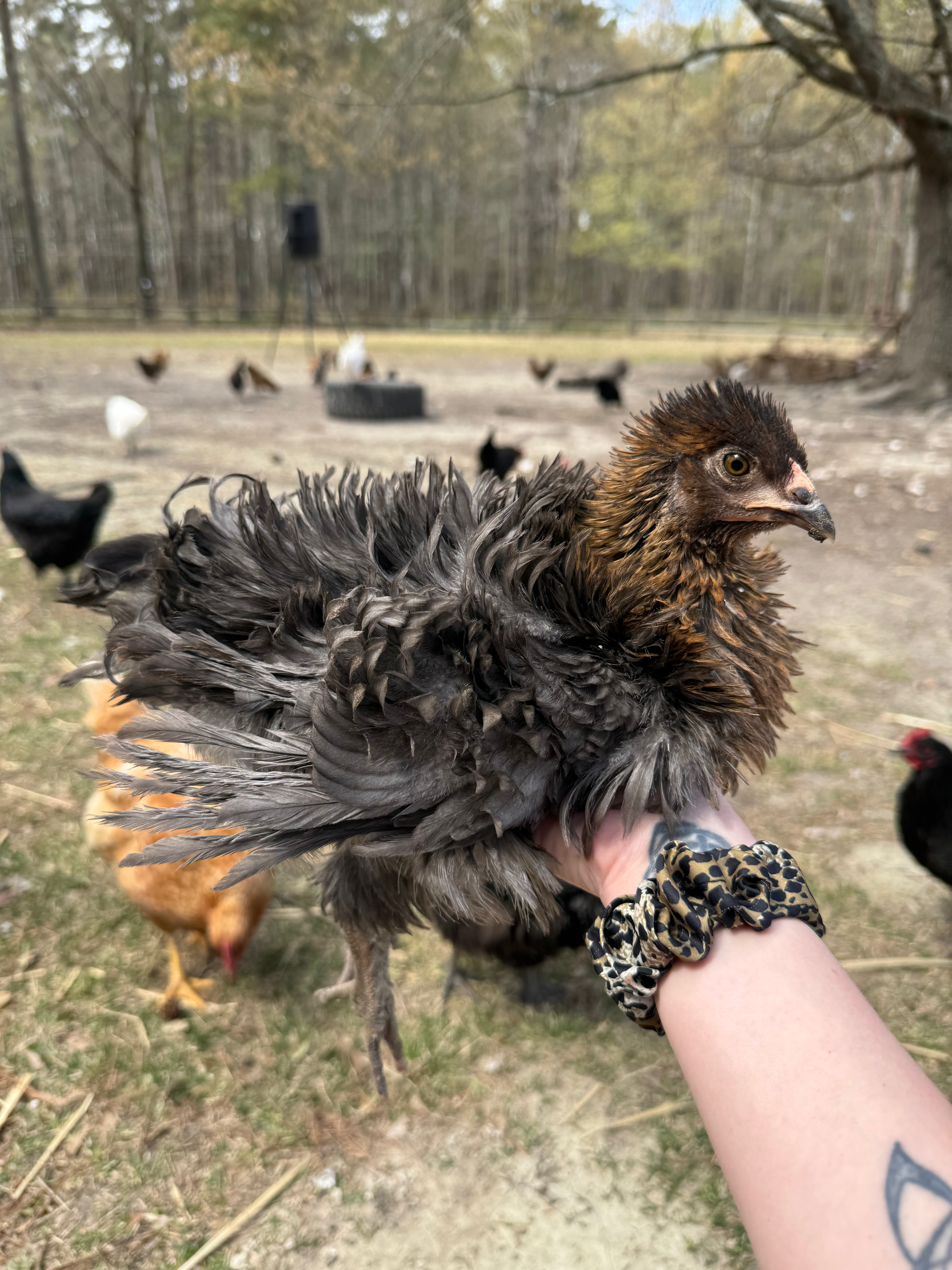 Frizzle Olive Egger Chicks