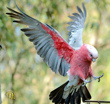 galah lands 7937.jpg