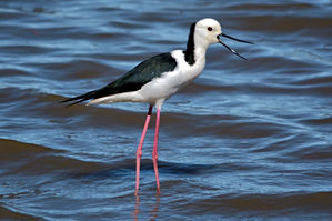 stilt 4785a.jpg