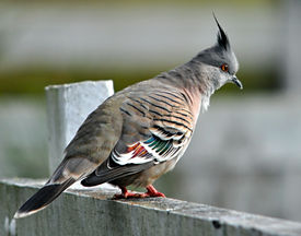 pigeon - crested 0644.jpg