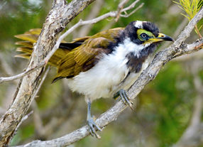 honeyeater - blue faced 7835.jpg