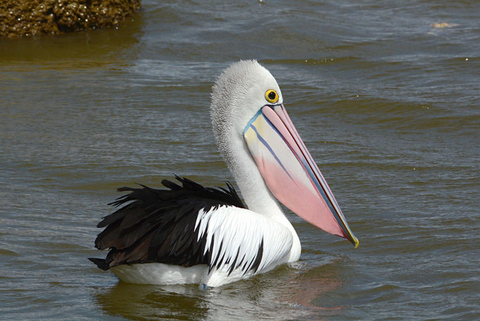 pelican 4482.jpg