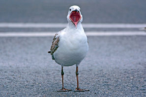 gull silver shout 8266.jpg