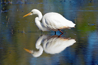 egret reflection 1212.jpg
