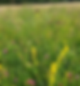 Windrush Floodplain Meadows Restoration - Project Findings and Next Steps