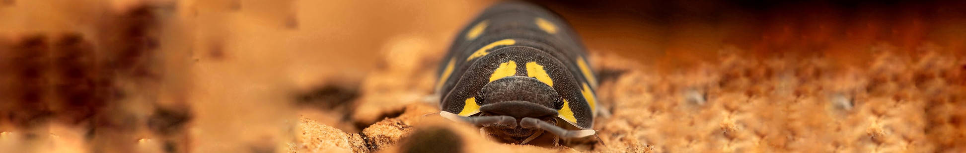 Merulanella sp mayalanka