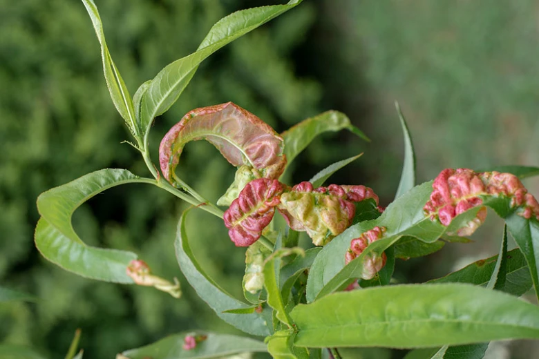 Tackling Leaf Curl & Benefits of Copper Oxychloride