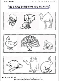 חיה אינה שייכת לחוף הים.jpg