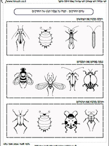 חרקים באביב 8 (במקום 7).jpg