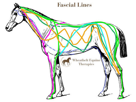 𝗪𝗵𝗮𝘁 𝗶𝘀 𝗙𝗮𝘀𝗰𝗶𝗮?