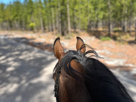Benefits of Equine Massage