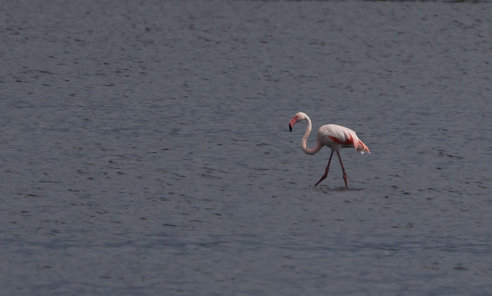 Europese flamingo of (waarschijnlijk) hybride in het Zwillbrocker Venn. Er wordt zo veel heen en weer gekruist dat er maar weinig 'pure' vogels meer tussen zitten. Zeker de geringde exemplaren zijn vrijwel altijd in meer of mindere mate hybride tussen Chileense- en Europese flamingo's.