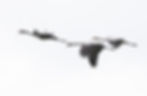 Familie Kraanvogel