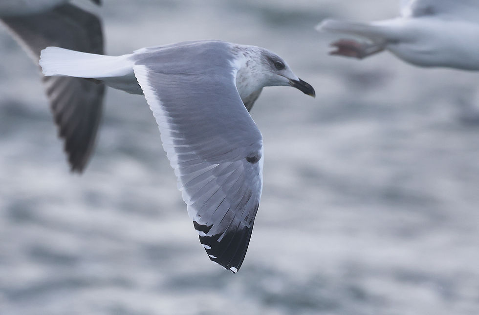 Derde kalenderjaar Geelpootmeeuw