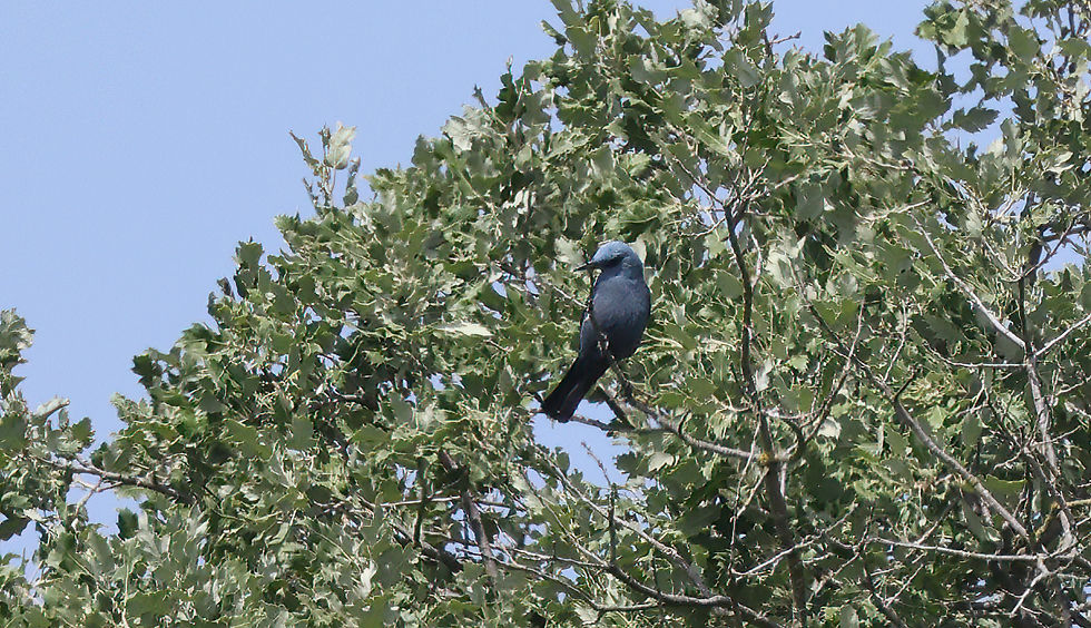 Blauwe rotslijster