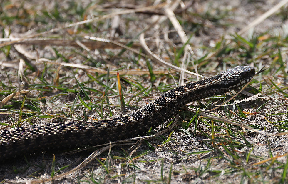 Adder; lag op het pad!