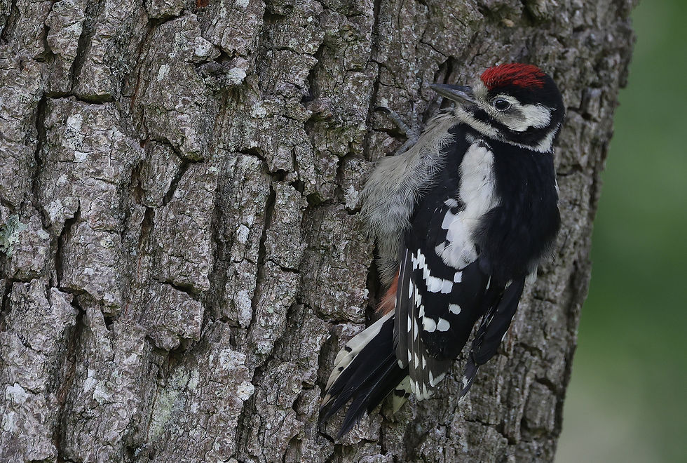 Juveniele Grote bonte specht