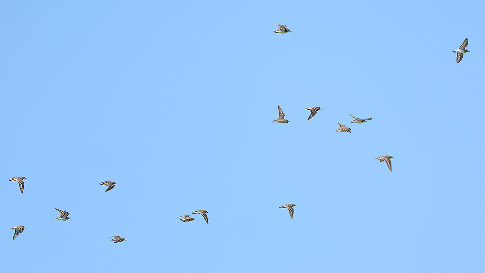 Temmicks strandlopers