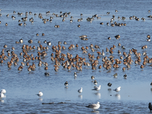 RANDMEREN SMAKEN NAAR MEER (EN DAT KOMT GOED UIT...!)