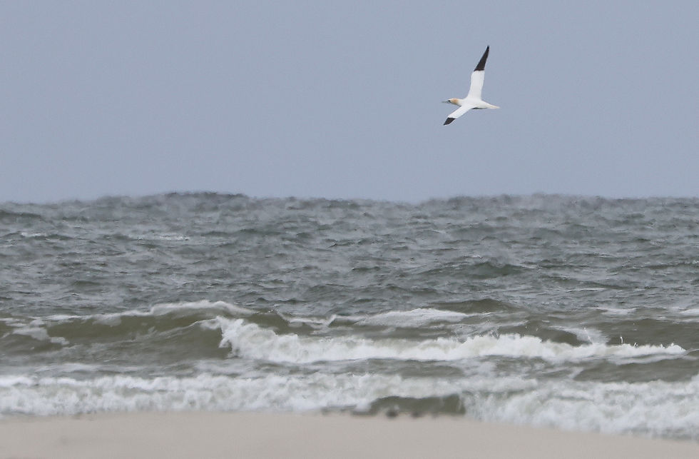 Op maandag dreef de koude noordenwind enkele Jan-van-Genten richting de kust.