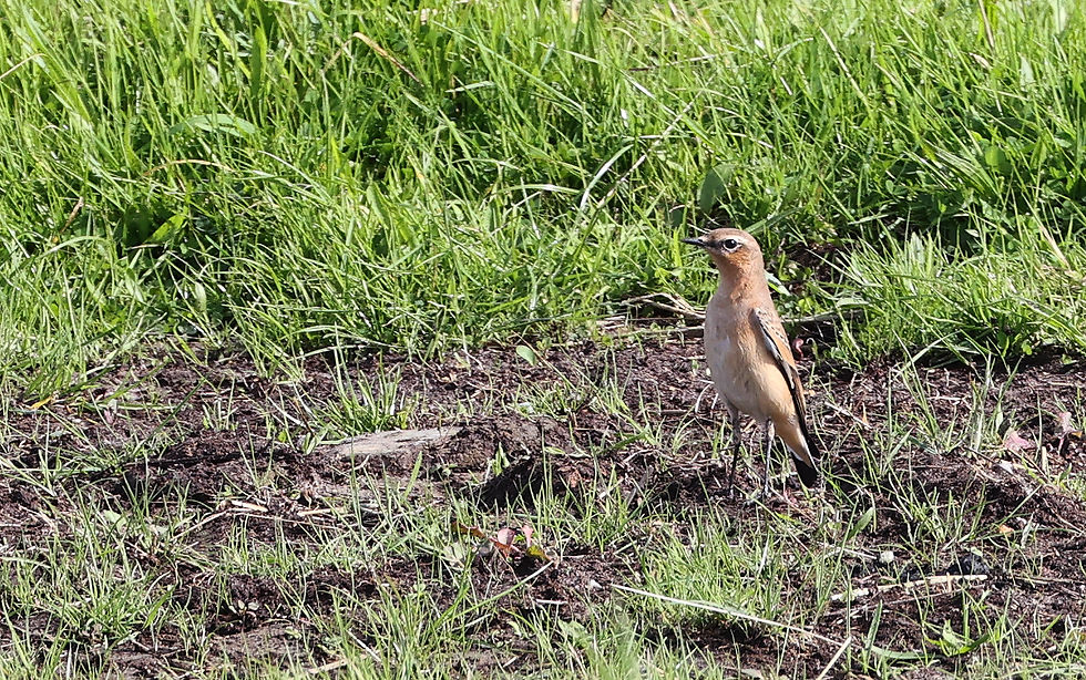 Tapuit. Hij oogde fors en erg oranje, wat op Groenlandse afkomst zou kunnen duiden. Maar daarvoor zou ik mijn hand uiteraard niet in het vuur steken.