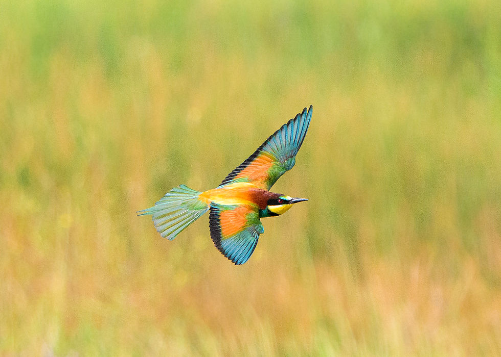 Bijeneter (Foto: Marnix Jonker)