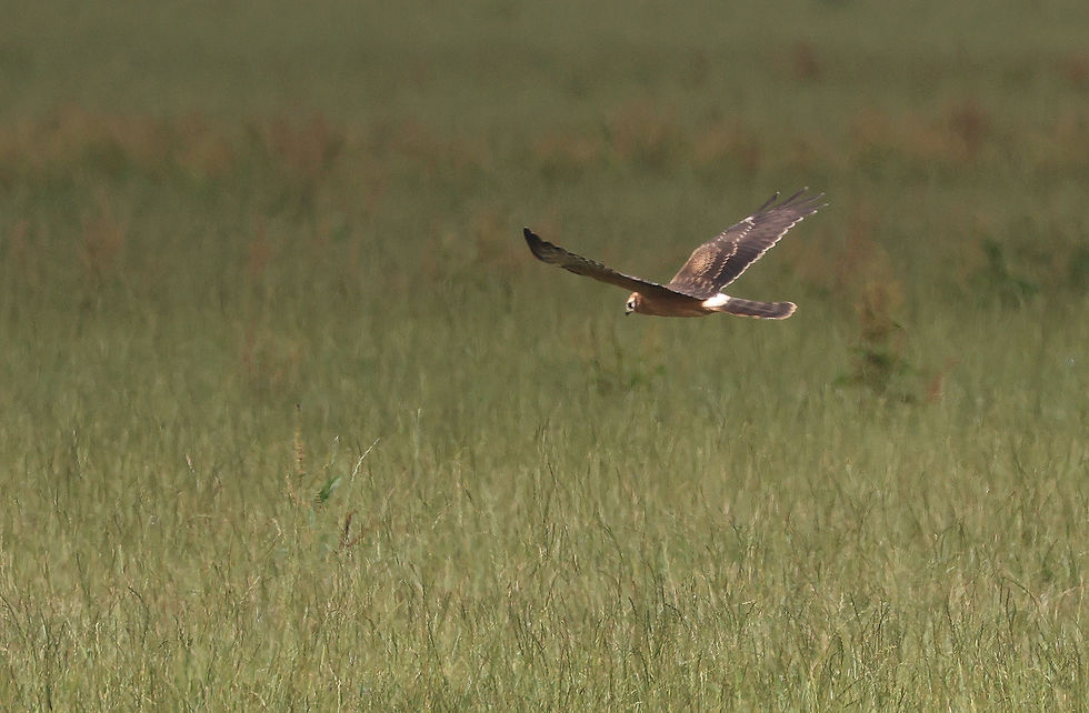 Juveniele Grauwe kiekendief