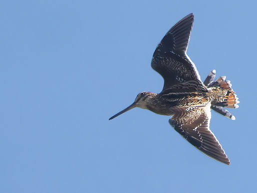 Watersnip