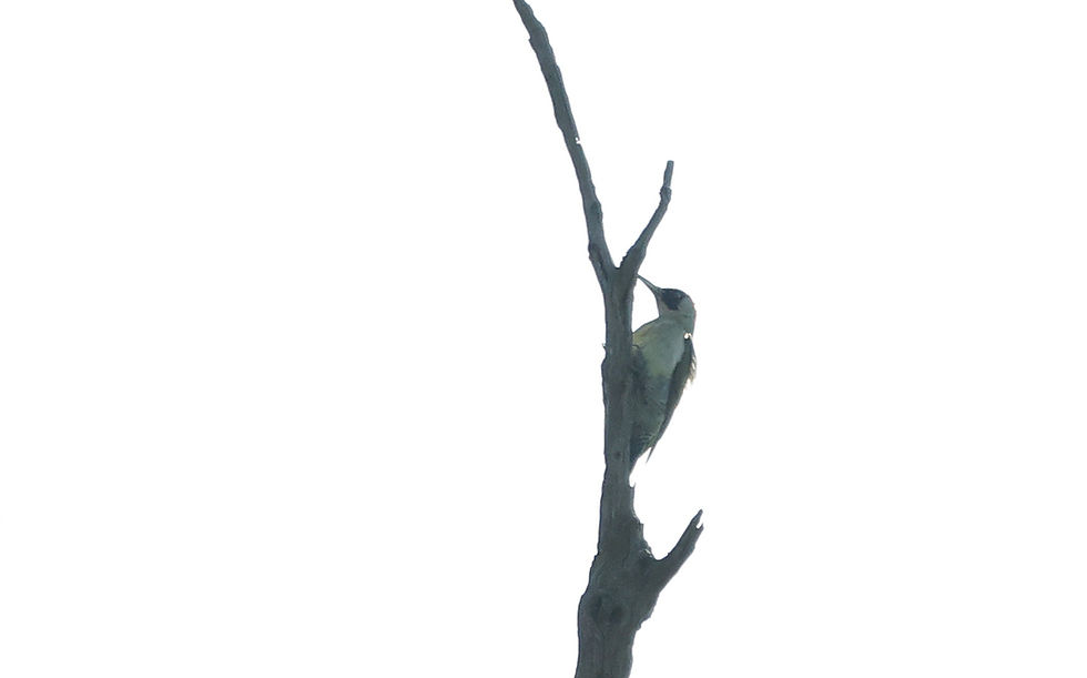 Groene specht in vol tegenlicht