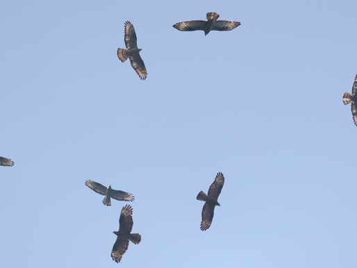 BATUMI, GEORGIË, DAG 7 EN 8: DAGJE DELTA EN DOLDWAAS AFSCHEID!