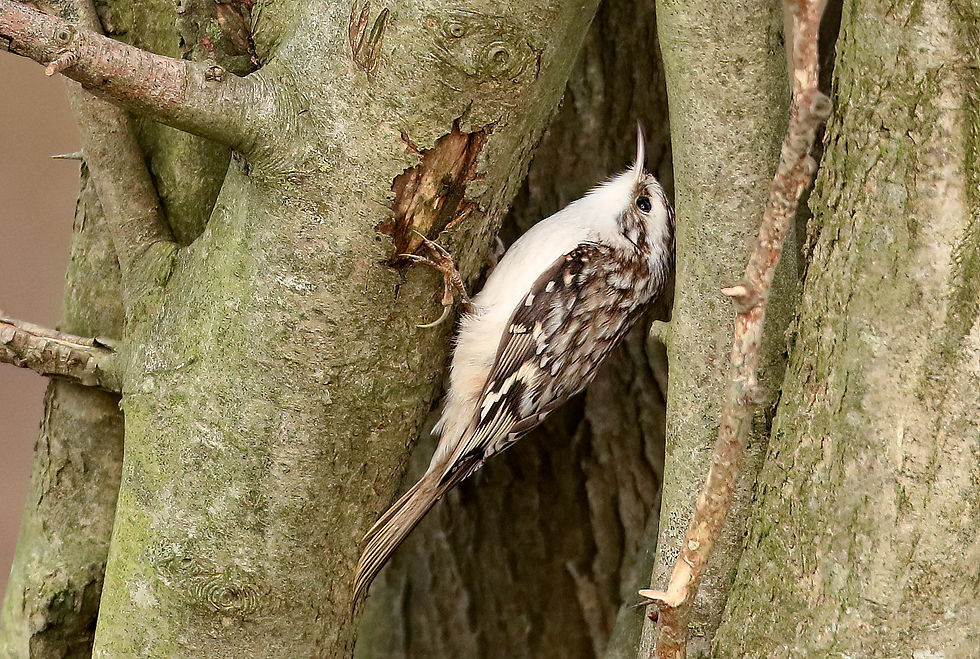 Taigaboomkruiper; zeldzaam en zeldzaam mooi te zien!
