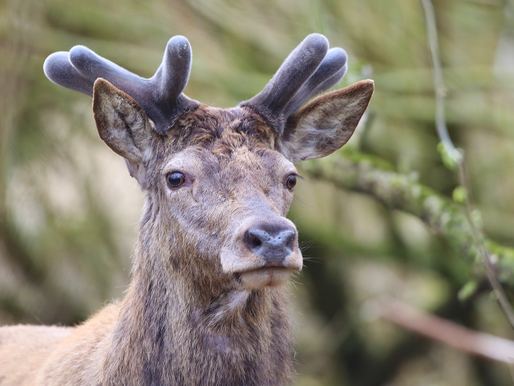 EXCURSIE OOSTVAARDERSPLASSEN: ALS SCHERVEN GELUK BRENGEN, WORDT DIT ONS JAAR!