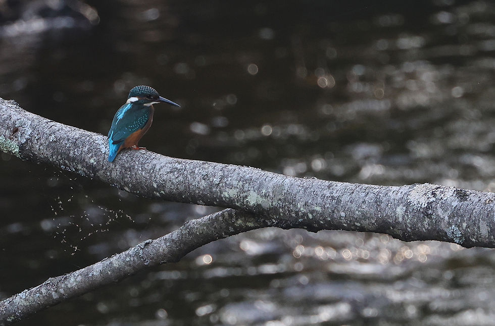 IJsvogel