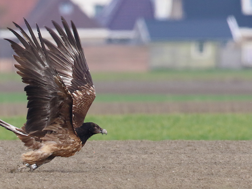 PRIVÉ-EXCURSIE: HONDERDDERTIG SOORTENDAG - EEN GEWELDIGE (UIT)DAG(ING)!