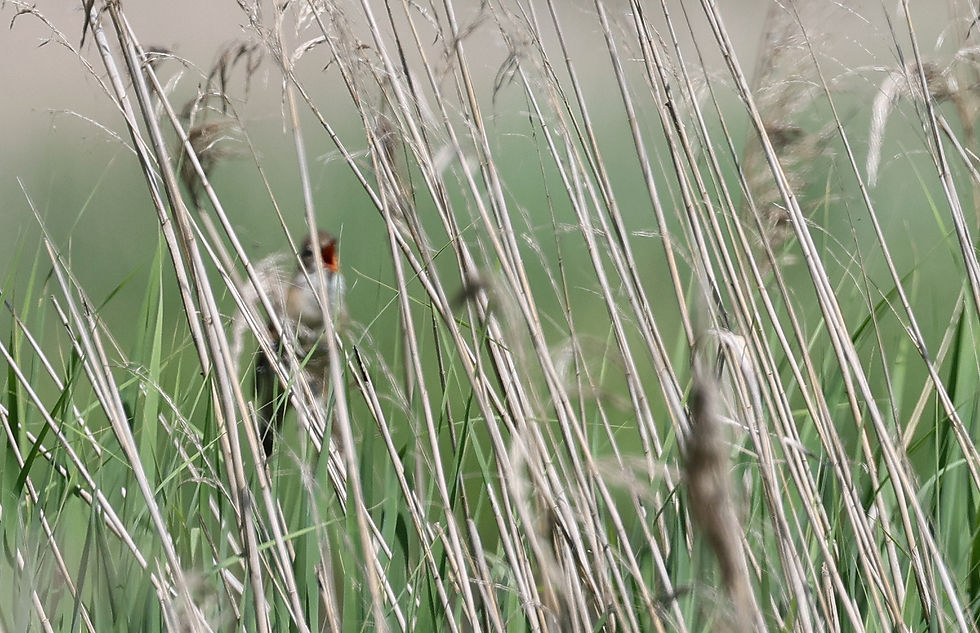 De autofocus van mijn camera toonde maar weer eens z'n voorliefde voor rietstengels. Die staan er dus ook mooi op, wat bepaald niet gezegd kan worden van de Grote karekiet...