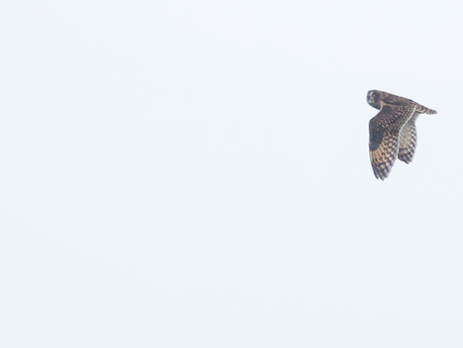 ZEETOCHTEN SCHEVENINGEN: ALLE ZEILEN BIJ GEZET, MAAR BAKZEIL GEHAALD.