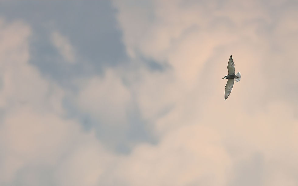 Deze, bijvoorbeeld!
