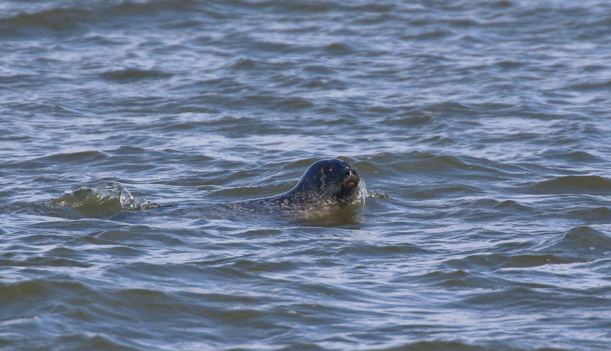 zeehond