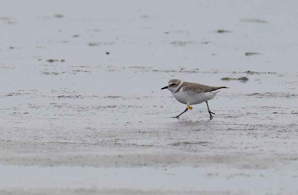 Strandplevier vrouw Geel A5