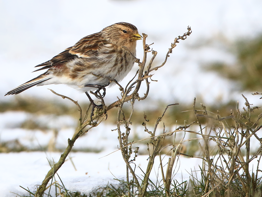 PRIVÉ-EXCURSIE: VAN BETROUWBARE-, ONBETROUWBARE EN VERRASSENDE UILEN, VAN FRATERS EN HOUTSNIPPEN!