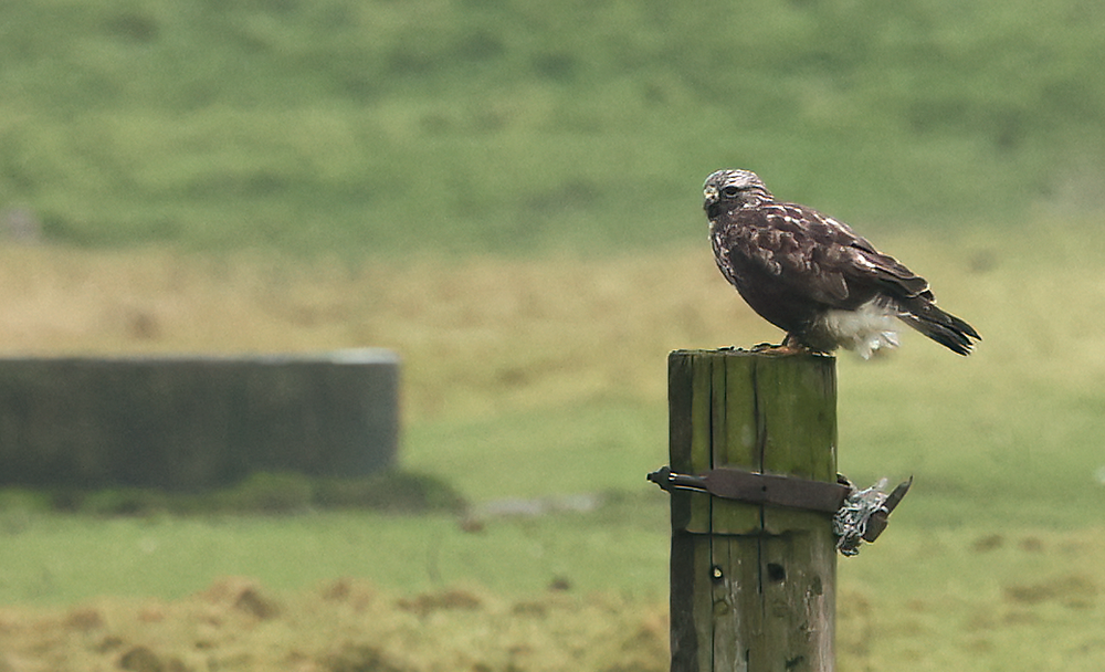 ROOFVOGELS EN KWELDER: 'T HET NOG NOOIT ZO DONKER WEST...