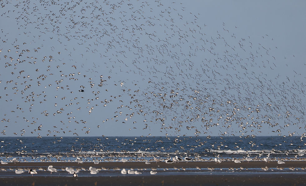 Het Groene strand staat eigenlijk altijd synoniem voor ontzettend veel vogels!