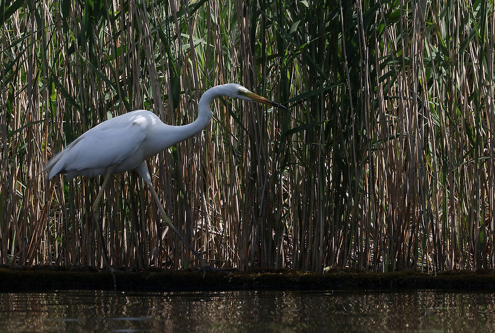 Grote zilverreiger