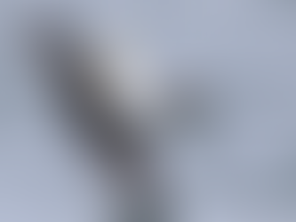 HERKENNING VAN LANGSVLIEGENDE ZEEVOGELS CAMPERDUIN: LEVENDIG BEGIN, PIJNLIJK EINDE...