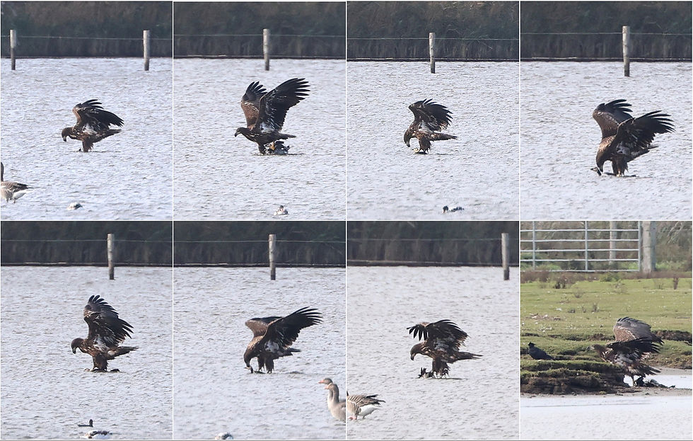 Zeearend probeert een zojuist gevangen Brandgans eerst te verdrinken en open te scheuren. Beide lukt niet heel vlotjes...