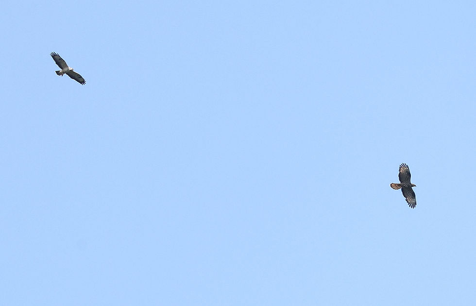 Buizerd (links) en Wespendief