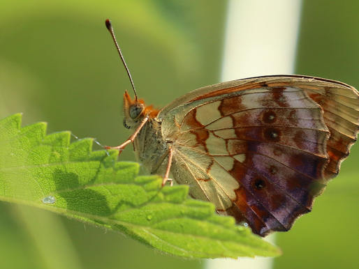 TWEEDAAGSE: LANG LEVE LIMBURG!