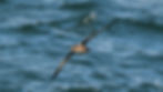 Grauwe pijlstormvogel